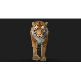 3D Tiger (4) (Animated) (Fur)